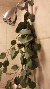 Eucalyptus Shower