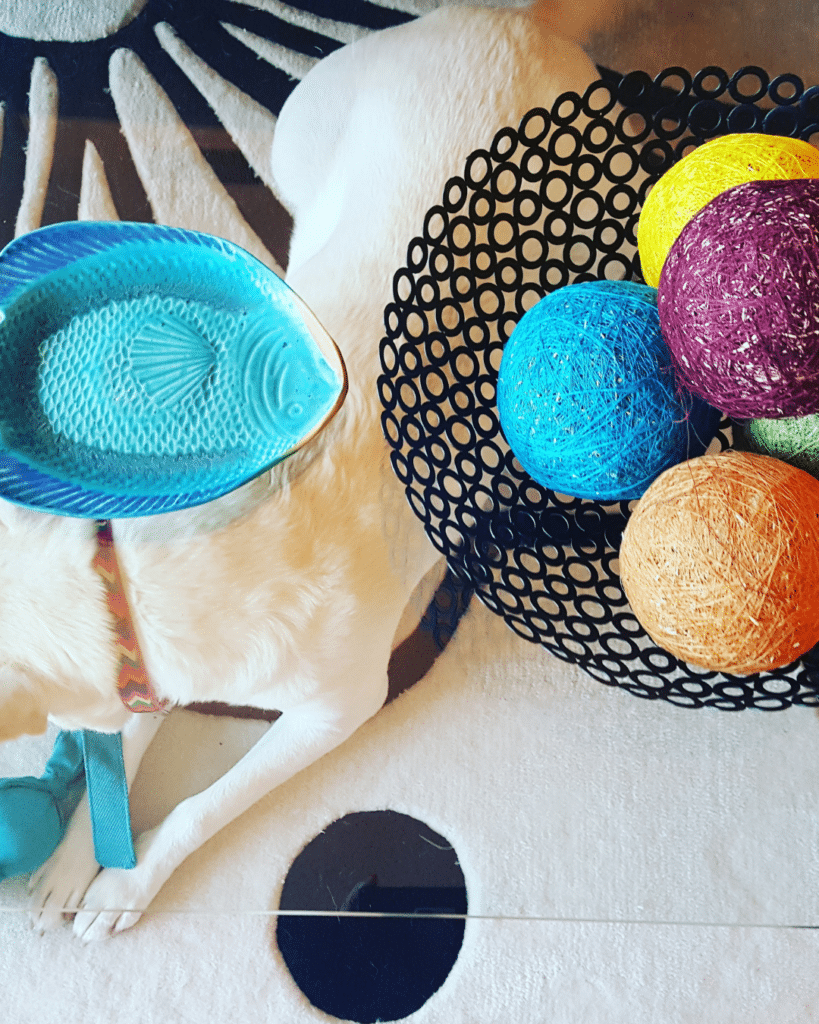 Pet-friendly interior design